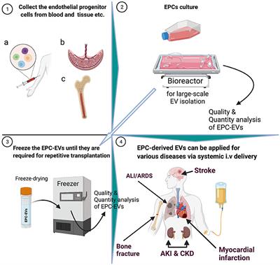 Latest Advances in Endothelial Progenitor Cell-Derived Extracellular Vesicles Translation to the Clinic